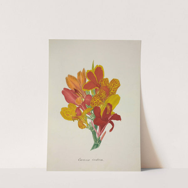 Mon Jardin a Ceylan Pl.052 (1896) by George De Alwis