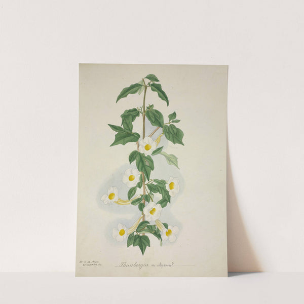 Mon Jardin a Ceylan Pl.055 (1896) by George De Alwis