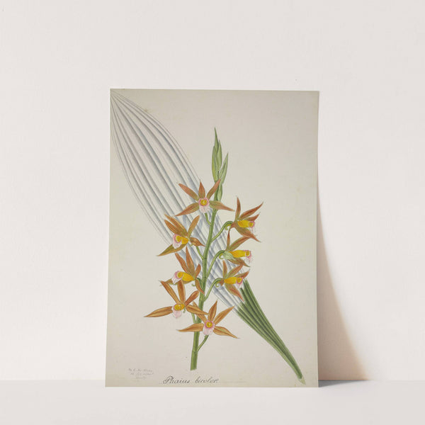 Mon Jardin a Ceylan Pl.058 (1896) by George De Alwis