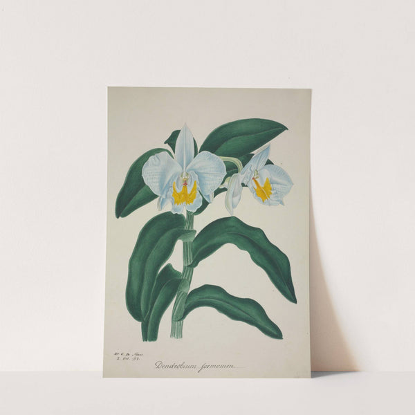 Mon Jardin a Ceylan Pl.060 (1896) by George De Alwis