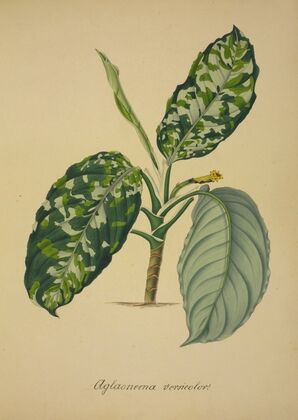 Mon Jardin a Ceylan Pl.064 (1896)