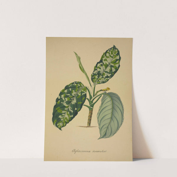 Mon Jardin a Ceylan Pl.064 (1896) by George De Alwis