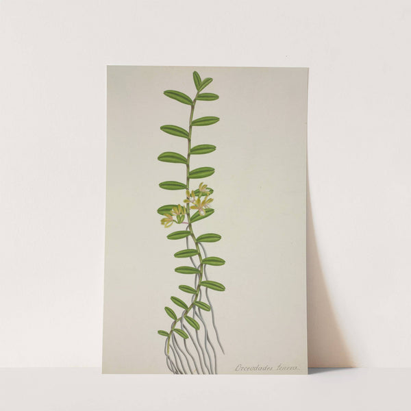 Mon Jardin a Ceylan Pl.066 (1896) by George De Alwis