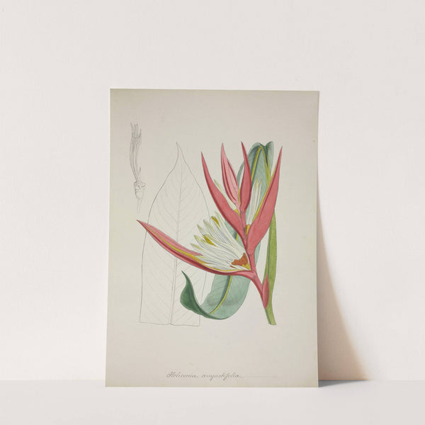 Mon Jardin a Ceylan Pl.069 (1896) by George De Alwis