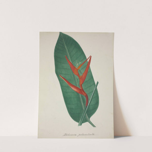 Mon Jardin a Ceylan Pl.070 (1896) by George De Alwis