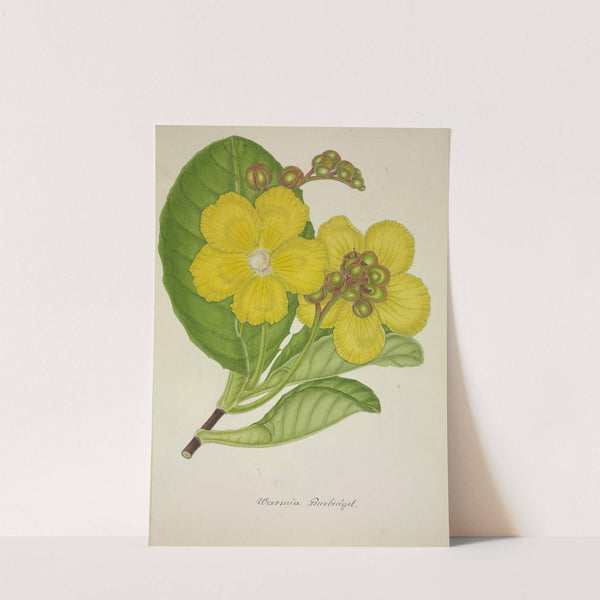 Mon Jardin a Ceylan Pl.078 (1896) by George De Alwis