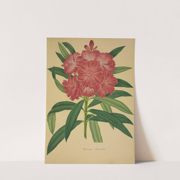 Mon Jardin a Ceylan Pl.079 (1896) by George De Alwis