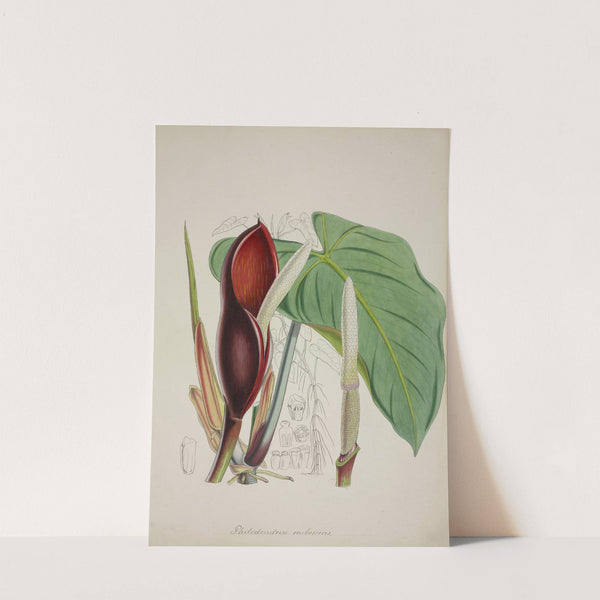 Mon Jardin a Ceylan Pl.082 (1896) by George De Alwis