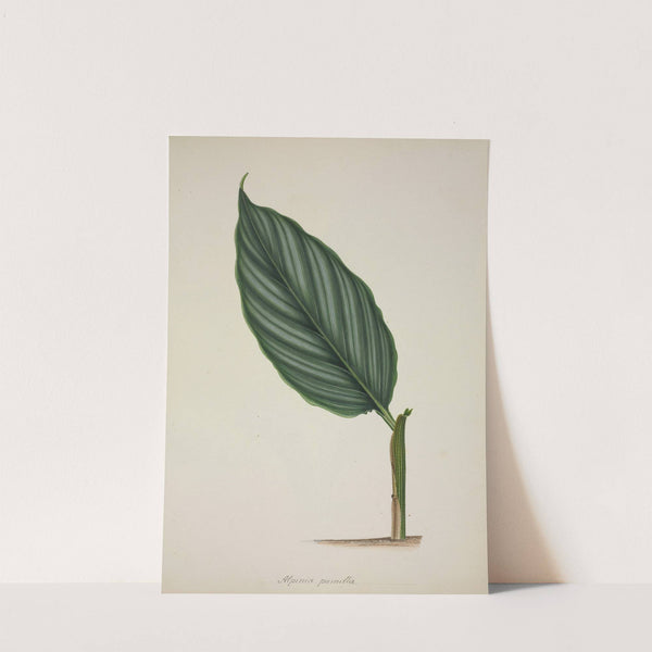 Mon Jardin a Ceylan Pl.083 (1896) by George De Alwis