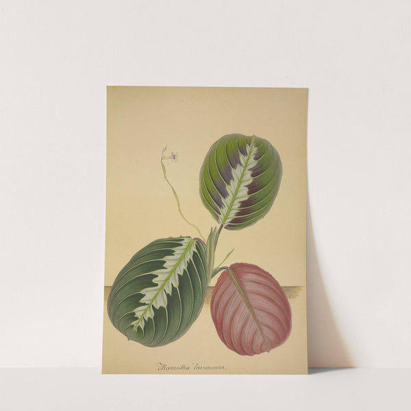 Mon Jardin a Ceylan Pl.094 (1896) by George De Alwis