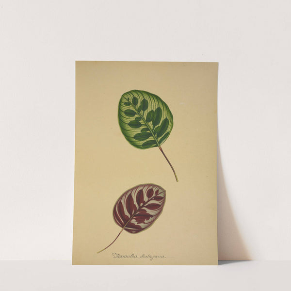 Mon Jardin a Ceylan Pl.095 (1896) by George De Alwis