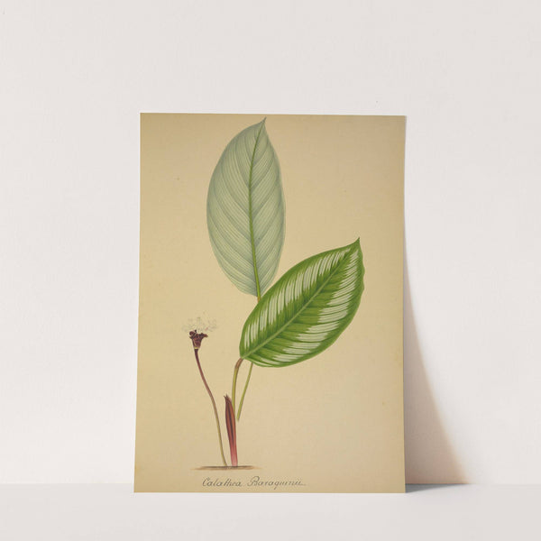 Mon Jardin a Ceylan Pl.096 (1896) by George De Alwis