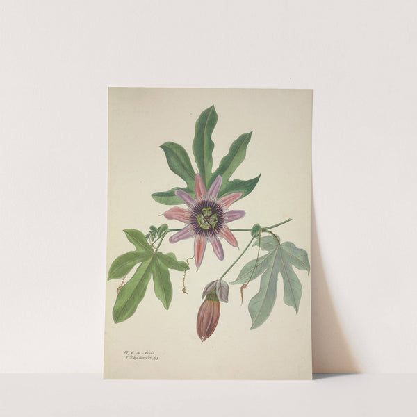 Mon Jardin a Ceylan Pl.097 (1896) by George De Alwis