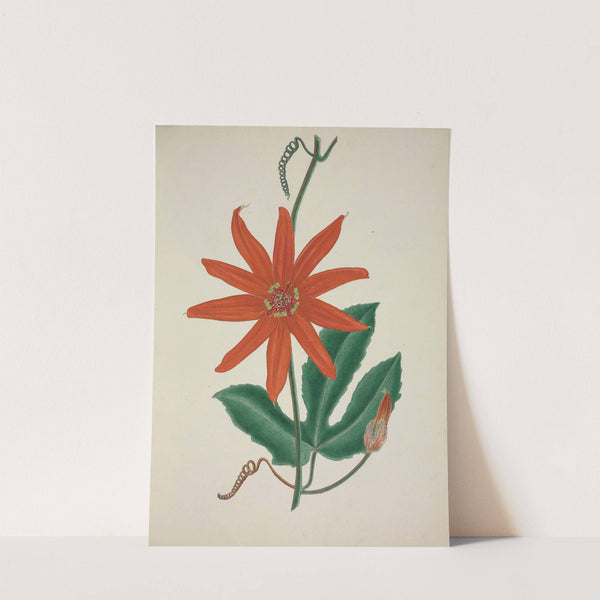 Mon Jardin a Ceylan Pl.098 (1896) by George De Alwis