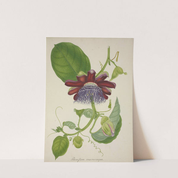 Mon Jardin a Ceylan Pl.099 (1896) by George De Alwis