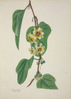 Mon Jardin a Ceylan Pl.100 (1896)