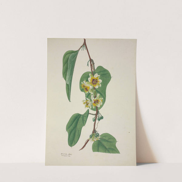 Mon Jardin a Ceylan Pl.100 (1896) by George De Alwis