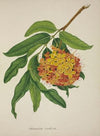 Mon Jardin a Ceylan Pl.103 (1896)