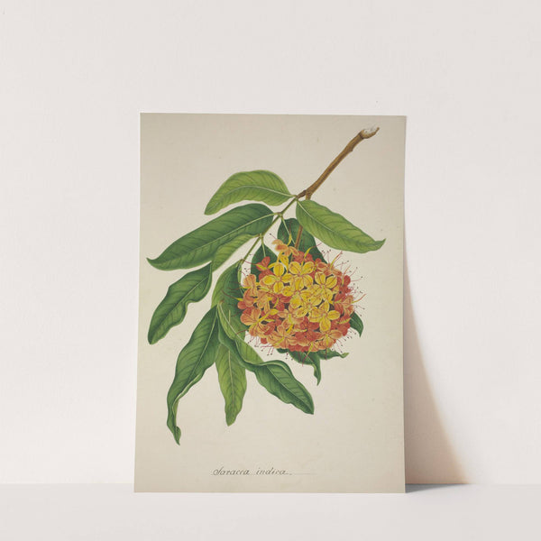 Mon Jardin a Ceylan Pl.103 (1896) by George De Alwis