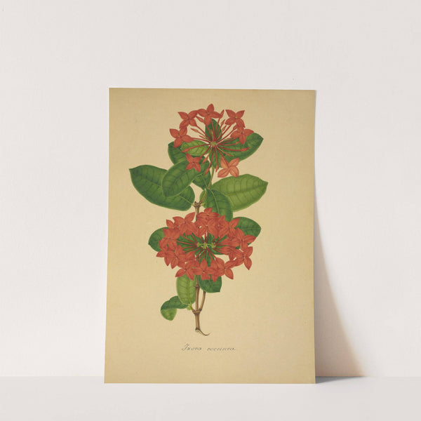 Mon Jardin a Ceylan Pl.104 (1896) by George De Alwis