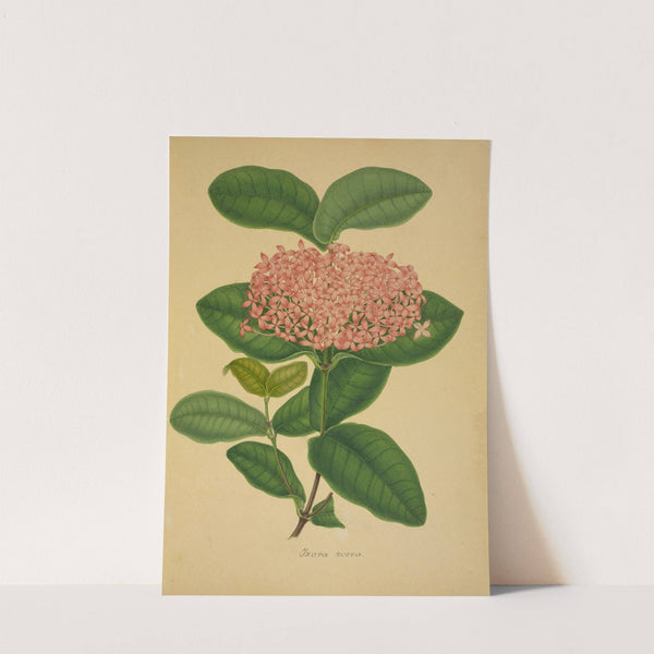 Mon Jardin a Ceylan Pl.106 (1896) by George De Alwis