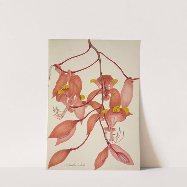 Mon Jardin a Ceylan Pl.108 (1896) by George De Alwis