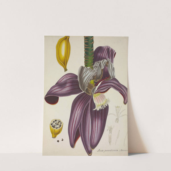 Mon Jardin a Ceylan Pl.111 (1896) by George De Alwis