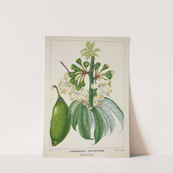 Mon Jardin a Ceylan Pl.112 (1896) by George De Alwis