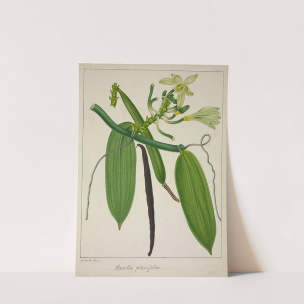 Mon Jardin a Ceylan Pl.114 (1896) by George De Alwis