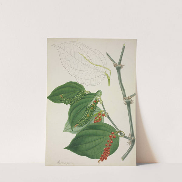 Mon Jardin a Ceylan Pl.116 (1896) by George De Alwis