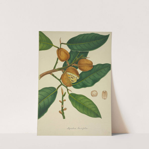 Mon Jardin a Ceylan Pl.118 (1896) by George De Alwis