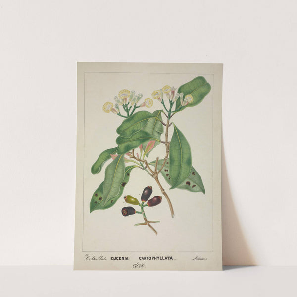 Mon Jardin a Ceylan Pl.119 (1896) by George De Alwis