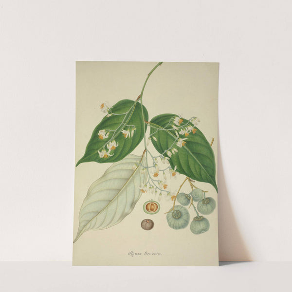 Mon Jardin a Ceylan Pl.120 (1896) by George De Alwis