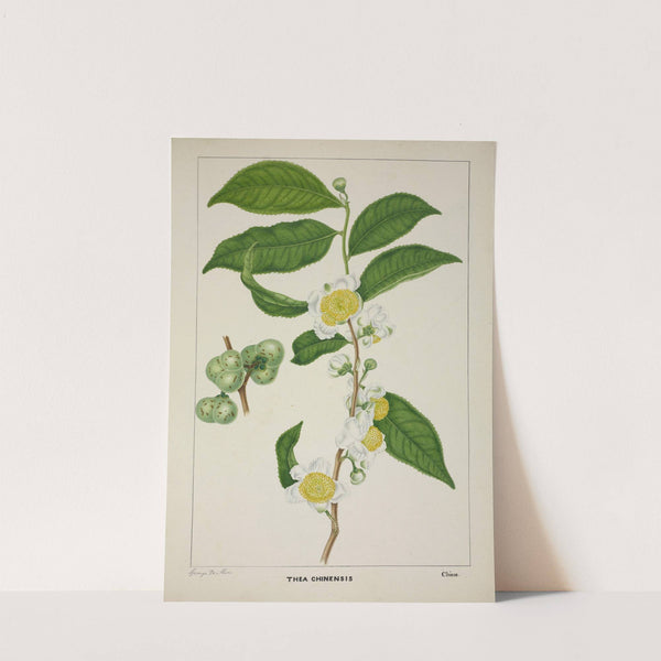 Mon Jardin a Ceylan Pl.121 (1896) by George De Alwis