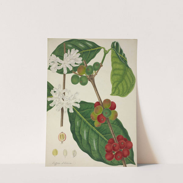 Mon Jardin a Ceylan Pl.123 (1896) by George De Alwis