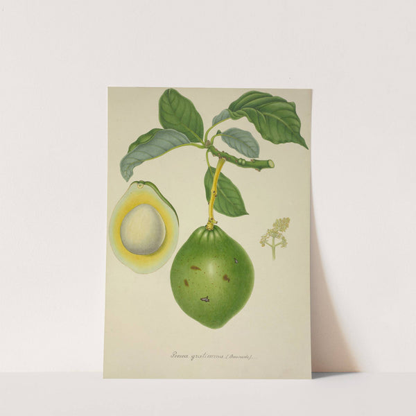 Mon Jardin a Ceylan Pl.124 (1896) by George De Alwis