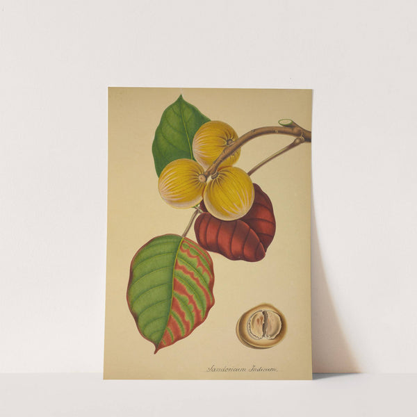 Mon Jardin a Ceylan Pl.125 (1896) by George De Alwis