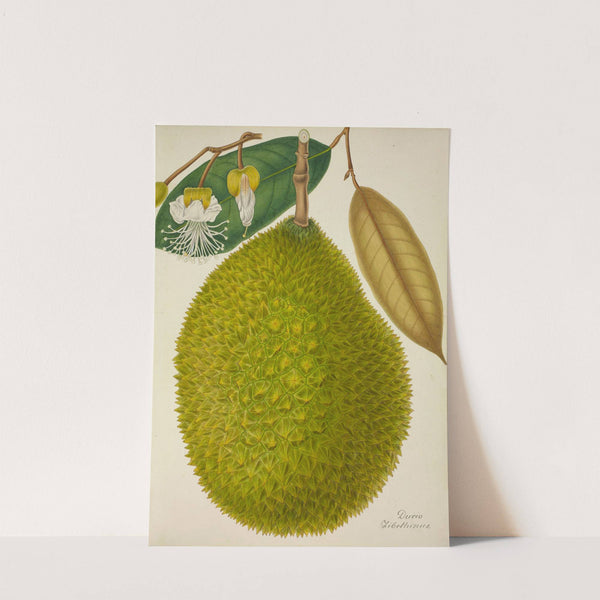 Mon Jardin a Ceylan Pl.127 (1896) by George De Alwis