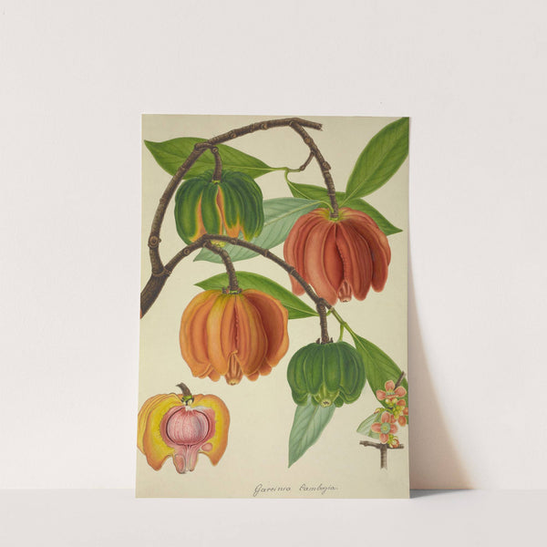 Mon Jardin a Ceylan Pl.129 (1896) by George De Alwis