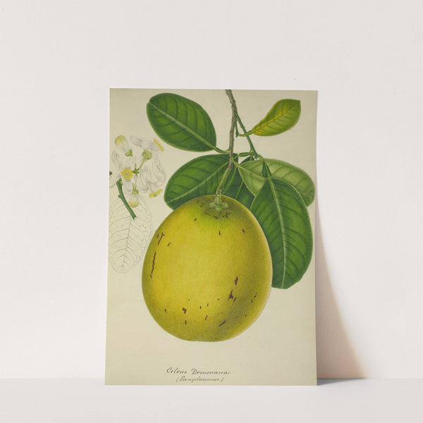 Mon Jardin a Ceylan Pl.134 (1896) by George De Alwis