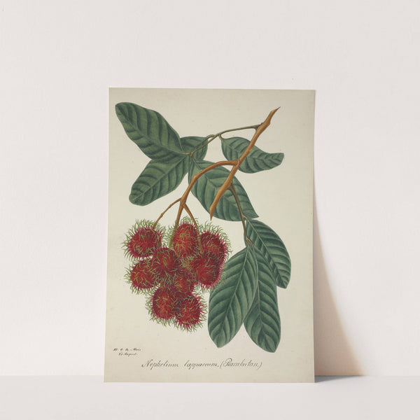 Mon Jardin a Ceylan Pl.135 (1896) by George De Alwis