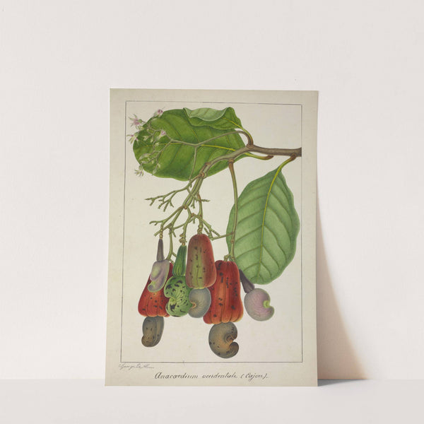 Mon Jardin a Ceylan Pl.139 (1896) by George De Alwis