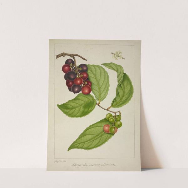 Mon Jardin a Ceylan Pl.141 (1896) by George De Alwis