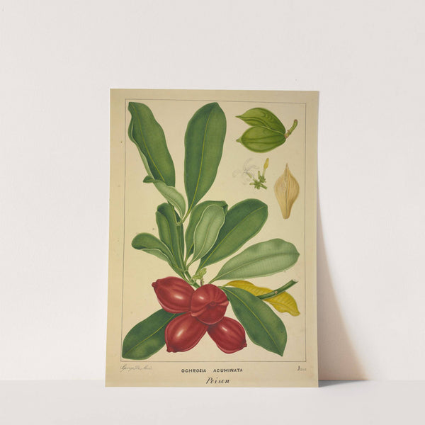 Mon Jardin a Ceylan Pl.143 (1896) by George De Alwis