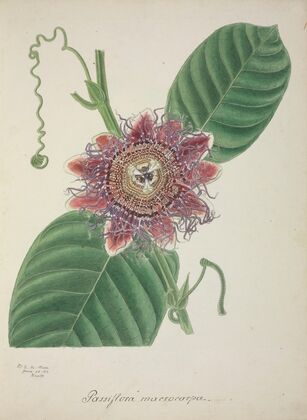 Mon Jardin a Ceylan Pl.145 (1896)