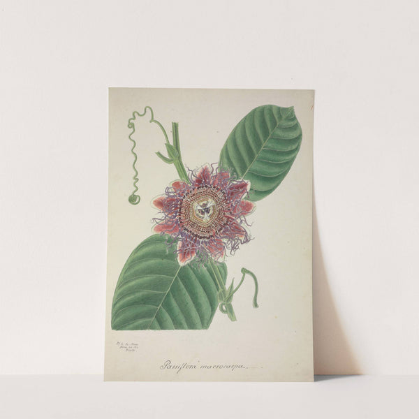 Mon Jardin a Ceylan Pl.145 (1896) by George De Alwis