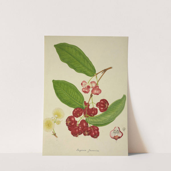 Mon Jardin a Ceylan Pl.148 (1896) by George De Alwis