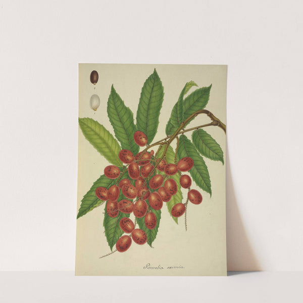 Mon Jardin a Ceylan Pl.149 (1896) by George De Alwis