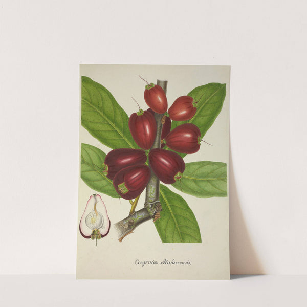 Mon Jardin a Ceylan Pl.151 (1896) by George De Alwis