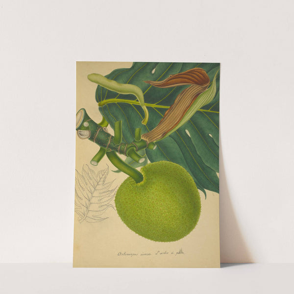 Mon Jardin a Ceylan Pl.152 (1896) by George De Alwis